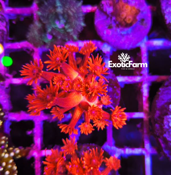 Goniopora Super Red LPS dalla colorazione rossa intensa e spettacolare. Corallo raro e scenografico, allevato in farm italiana e pronto per reef.