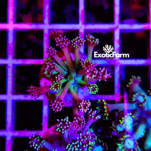 Goniopora sp. - "full rainbow"