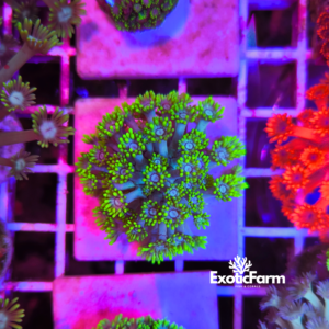 Goniopora sp. - "rare lime green" - medium