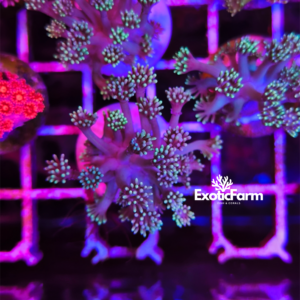 Goniopora sp. - "purple rainbow"