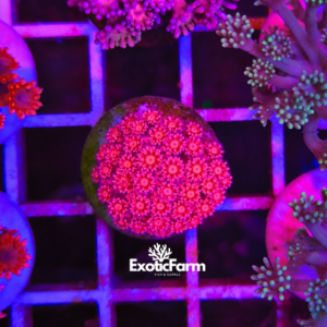 Goniopora - "super pink gony"
