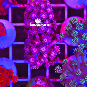 Goniopora tenuidens - "purple"