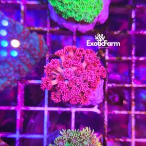 Goniopora - "Pink flower"