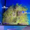 Heteractis magnifica Golden Lemon allevata nella nostra farm italiana. Anemone marino con base lilla e tentacoli giallo fluo, già adattato alla vita in acquario.