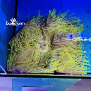 Heteractis magnifica Golden Lemon allevata nella nostra farm italiana. Anemone marino con base lilla e tentacoli giallo fluo, già adattato alla vita in acquario.