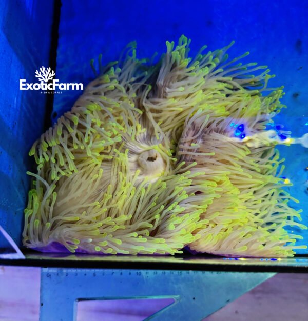 Heteractis magnifica Golden Lemon allevata nella nostra farm italiana. Anemone marino con base lilla e tentacoli giallo fluo, già adattato alla vita in acquario.