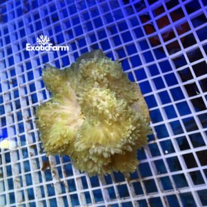 Heteractis malu Havana allevata nella nostra farm italiana. Anemone marino dalle particolari tonalità avana, beige e oliva, già adattato alla vita in acquario.