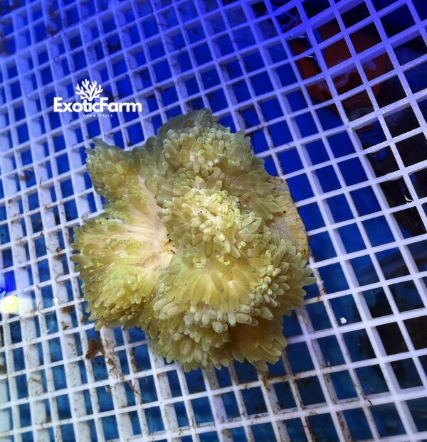 Heteractis malu Havana allevata nella nostra farm italiana. Anemone marino dalle particolari tonalità avana, beige e oliva, già adattato alla vita in acquario.