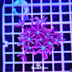 Knopia "purple  star polyp" - small