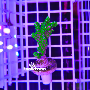 Montipora malampaya, "star wars"