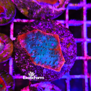 Mycedium, protruding polyps "grafted" - medium