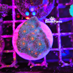 Mycedium, protruding polyps "orange" - medium