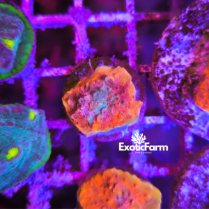 Mycedium, protruding polyps "grafted" - small
