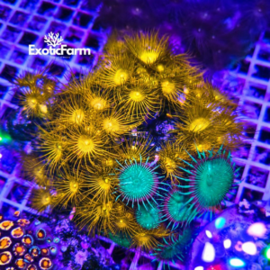 Questa colonia unisce due tra i coralli molli più apprezzati per colore e facilità di gestione. Il Parazoanthus axinellae sviluppa numerosi polipi giallo intenso che, una volta aperti, ricoprono gran parte della roccia creando un effetto molto luminoso. Tra i Parazoanthus sono presenti anche Palythoa Green Fluo, riconoscibili per il disco orale verde fluorescente che crea un piacevole contrasto con il giallo dei polipi. L'insieme rende questa colonia ricca di movimento e colore, ideale sia come punto focale sia per riempire rapidamente una zona dell'acquario.