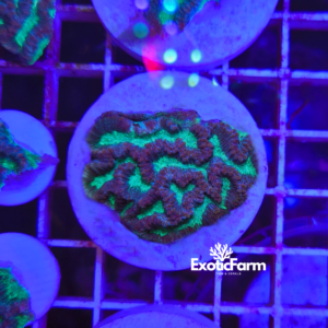 Platygyra, Maze Brain Coral "green" - medium