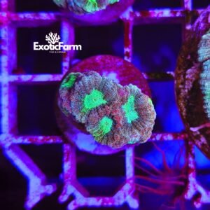 Platygyra, Maze Brain Coral "green" - small