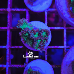 Platygyra, Maze Brain Coral "green" - small