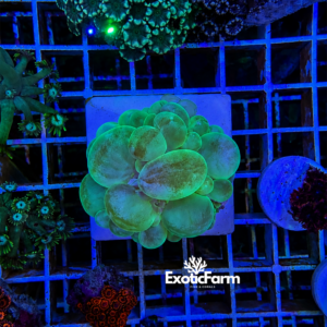 Plerogyra sinuosa - "green grafted"