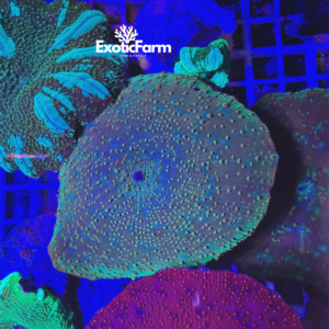 Discosoma sp. - "Spotted Earth"