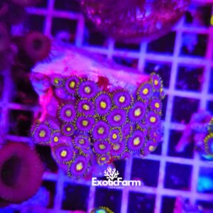 Zoanthus "Green Pops" - medium