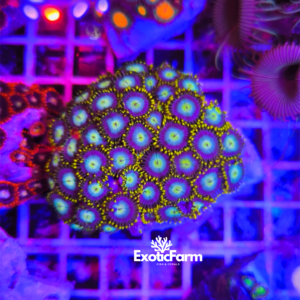 Zoanthus "Green Sky Pops" - large