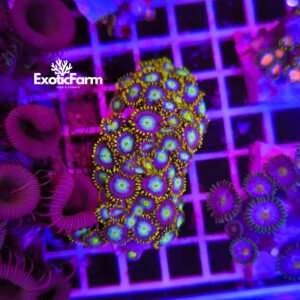 Zoanthus "Green Sky Pops" - medium