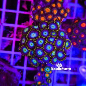 Zoanthus "blu Sky Pops" - medium