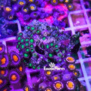 Zoanthus "green Hulk" - medium