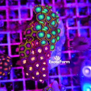 ### Colore e varietà Questo **Zoanthus Combo Rare Mix** è una combinazione esclusiva composta da almeno tre o quattro varietà differenti, selezionate per creare una colonia ricca di colori e contrasti unici. Si tratta di morph particolari, rari e poco comuni, scelti per la loro estetica e per la capacità di creare un effetto molto scenografico all'interno dell'acquario reef. Non andiamo a identificare singolarmente ogni varietà presente, perché questa combo nasce proprio dalla combinazione di più morph differenti. Ogni esemplare può quindi presentare una composizione leggermente diversa, mantenendo però le colorazioni e i contrasti visibili nelle fotografie. La colonia può includere polipi con tonalità molto diverse tra loro, creando un mix ricco di sfumature e dettagli. Per questo motivo ogni talea risulta unica e può rappresentare una scelta ideale per chi cerca Zoanthus particolari, fuori dal comune e difficili da trovare nelle classiche selezioni.