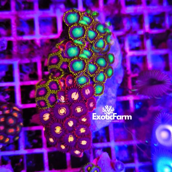 ### Colore e varietà Questo **Zoanthus Combo Rare Mix** è una combinazione esclusiva composta da almeno tre o quattro varietà differenti, selezionate per creare una colonia ricca di colori e contrasti unici. Si tratta di morph particolari, rari e poco comuni, scelti per la loro estetica e per la capacità di creare un effetto molto scenografico all'interno dell'acquario reef. Non andiamo a identificare singolarmente ogni varietà presente, perché questa combo nasce proprio dalla combinazione di più morph differenti. Ogni esemplare può quindi presentare una composizione leggermente diversa, mantenendo però le colorazioni e i contrasti visibili nelle fotografie. La colonia può includere polipi con tonalità molto diverse tra loro, creando un mix ricco di sfumature e dettagli. Per questo motivo ogni talea risulta unica e può rappresentare una scelta ideale per chi cerca Zoanthus particolari, fuori dal comune e difficili da trovare nelle classiche selezioni.
