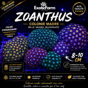 Zoanthus "combo rare mix" - COLONIE MADRE