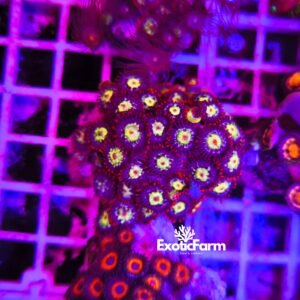 Zoanthus "fire and white" - medium