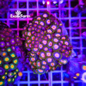 Zoanthus "pink bam" - extralarge