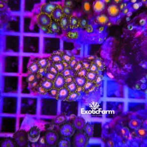 Zoanthus "pink bam" - medium