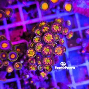 Zoanthus "rust nirvana" - medium