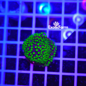 Montipora hoffmeisteri - "Nightvision"