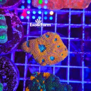 Acanthastrea echinata Orange Ultra con tessuto arancione acceso e centri verdi. Corallo LPS raro e particolare, allevato nella nostra farm italiana.