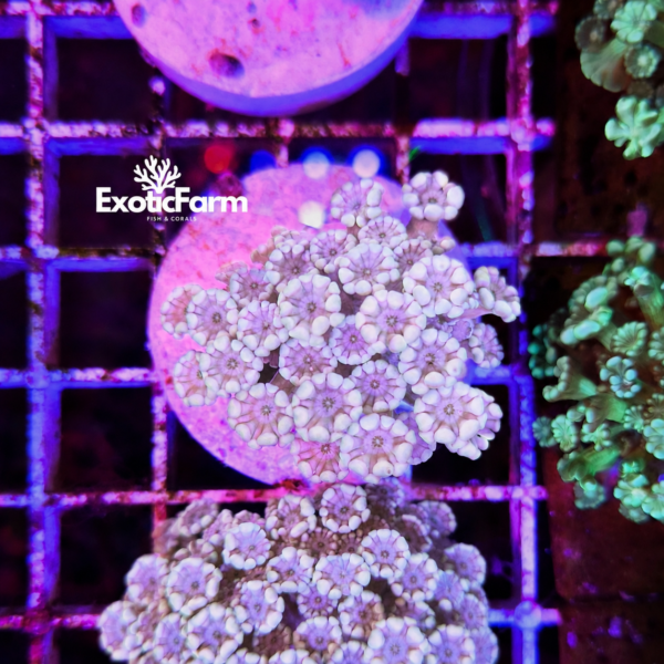 Alveopora Pearl dal raffinato colore bianco perla pastello. Corallo LPS allevato nella nostra farm, elegante e luminoso in acquario reef.
