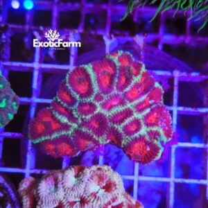 Favia sp. "stunning eyes" - large