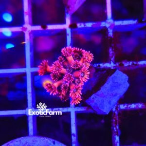 Goniopora Dark Pink dal particolare rosa scuro con sfumature violacee. Corallo LPS allevato e acclimatato direttamente nella nostra farm italiana.