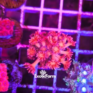 Goniopora Pink Candy dalla particolare colorazione rosa-rossa intensa e brillante. Corallo LPS allevato e acclimatato nella nostra farm italiana.