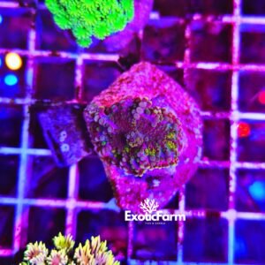 Ricordea Mixed Madness multicolore con sfumature blu, viola e verdi distribuite sulle singole vescicole. Corallo molle allevato nella nostra farm italiana.