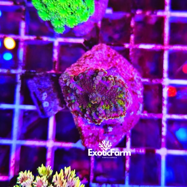 Ricordea Mixed Madness multicolore con sfumature blu, viola e verdi distribuite sulle singole vescicole. Corallo molle allevato nella nostra farm italiana.