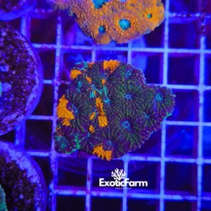 Acanthastrea echinata Blown and Grafted, rara varietà verde scuro con centri arancioni e screziature azzurre. Allevata nella nostra farm italiana.