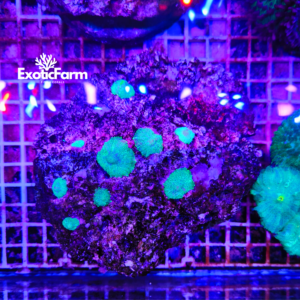 Rhodactis green toad - colonia 7-8 polipi
